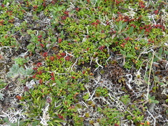 Kalmia procumbens