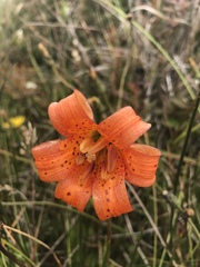 Lilium maritimum