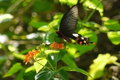 Byasa polyeuctes
