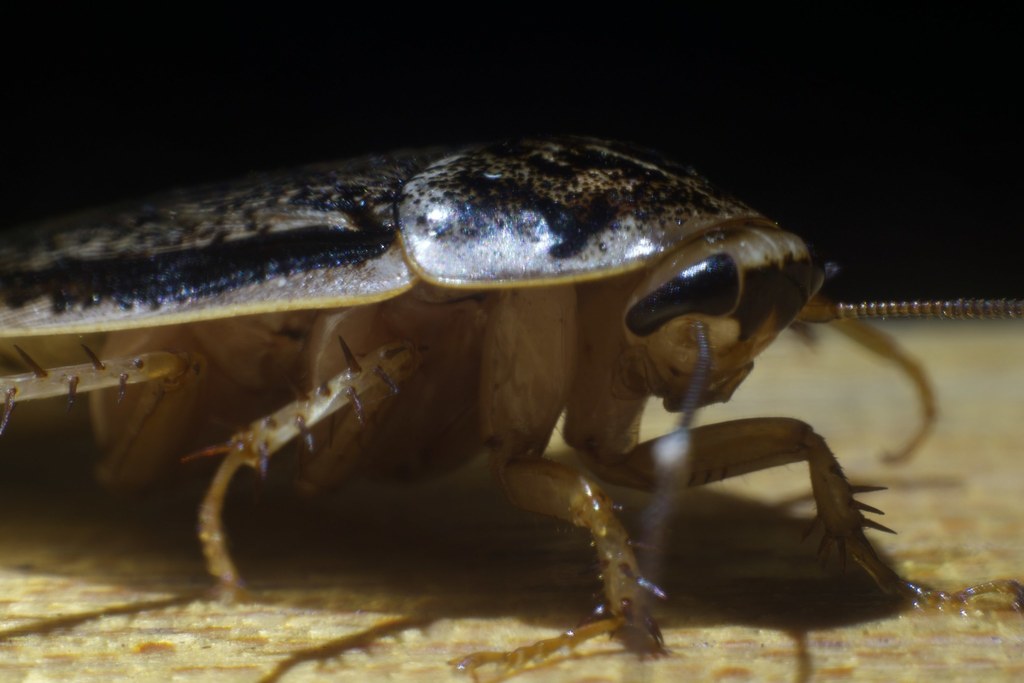 Epilamprinae