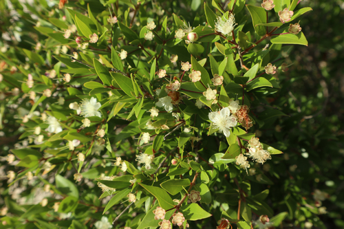 Mirta (Myrtus communis)
