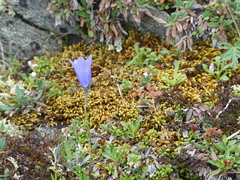 Campanula lasiocarpa