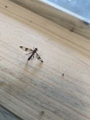 Trogomorpha arrogans