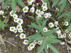Cherleria arctica