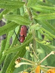 Tetraopes quinquemaculatus