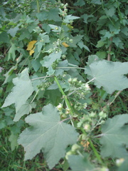 Kearnemalvastrum lacteum