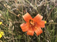 Lilium maritimum