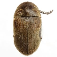 Xyletinus pubescens