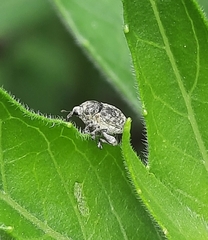 Acanthoscelidius acephalus