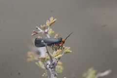 Gnamptonychia ventralis