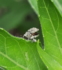 Acanthoscelidius acephalus