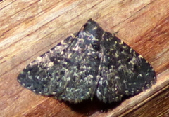 Metalectra tantillus