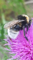 Bombus vestalis