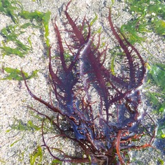 Chondracanthus chamissoi