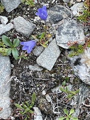 Campanula lasiocarpa