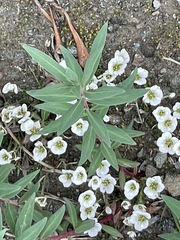 Cherleria arctica