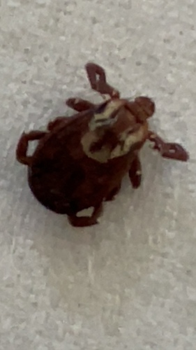 American Dog Tick, photo 6 of 8
