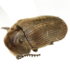 Xyletinus pubescens