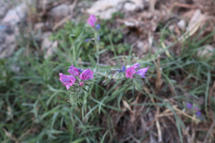 Echium vulgare pustulatum