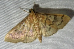 Psara dryalis