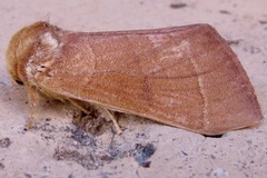 Datana perfusa