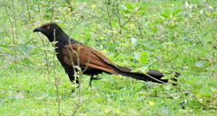 Centropus sinensis parroti