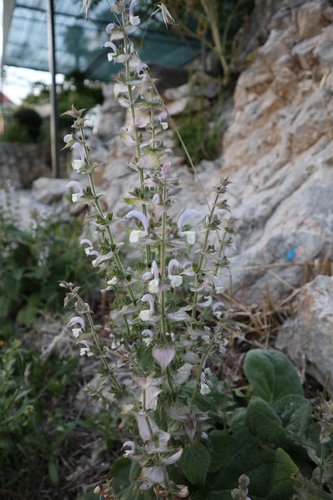 Muškatna kadulja (Salvia sclarea)