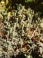 Cladonia carneola