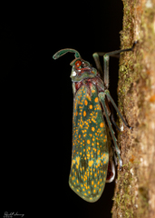 Enchophora