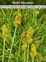 Carex leersii