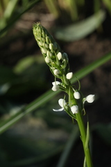 Platanthera hologlottis