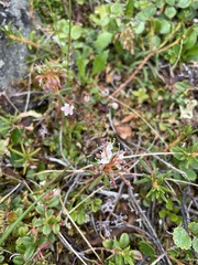 Rhododendron tomentosum