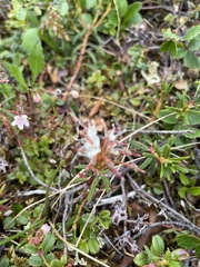 Rhododendron tomentosum