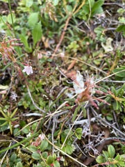 Rhododendron tomentosum