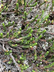 Cassiope tetragona