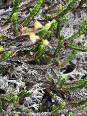 Cassiope tetragona