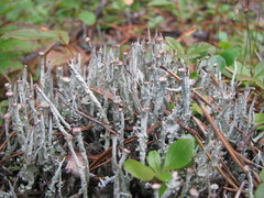 Cladonia ecmocyna intermedia