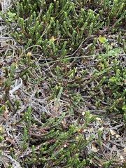 Cassiope tetragona