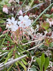 Rhododendron tomentosum
