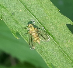 Chrysopilus modestus