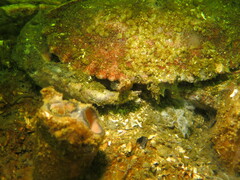 Slender Cockscomb photo 5