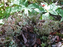 Cladonia ecmocyna intermedia