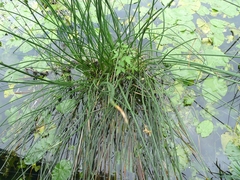 Schoenoplectus lacustris