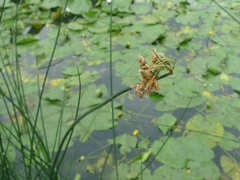 Schoenoplectus lacustris