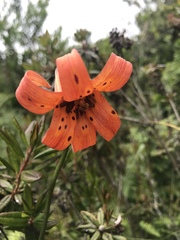 Lilium maritimum
