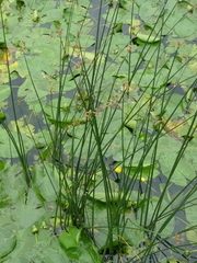 Schoenoplectus lacustris