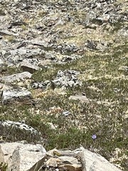Oenanthe oenanthe