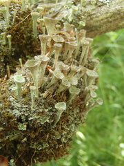 Cladonia grayi