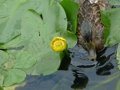 Nuphar lutea