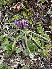 Saussurea angustifolia